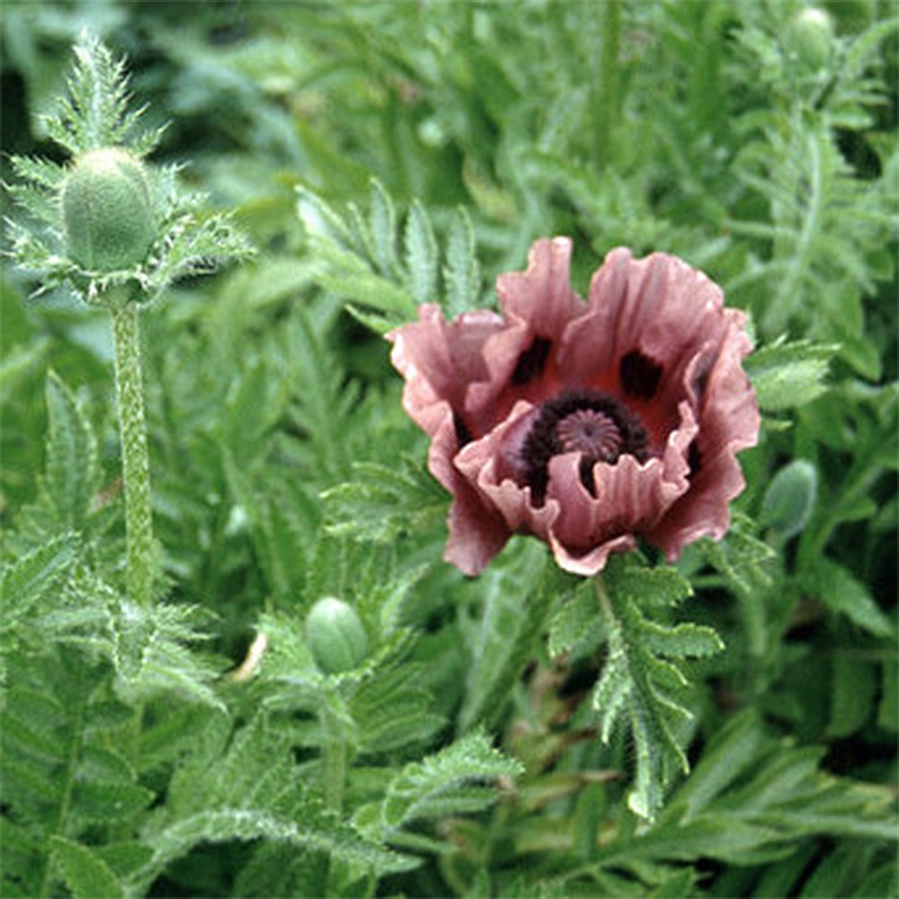 <i>Papaver</i> (Oriental Group) 'Patty's Plum'