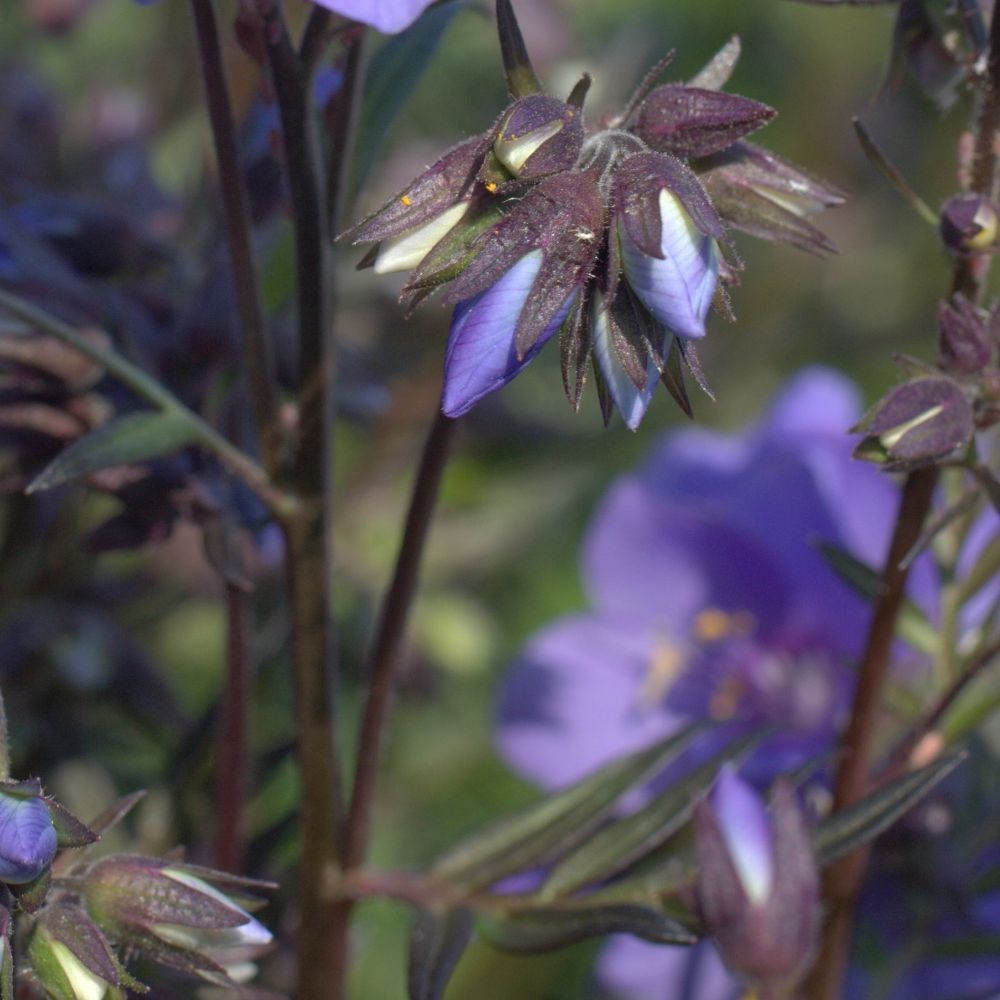 <i>Polemonium yezoense</i> var. <i>hidakanum</i> Bressingham Purple</b> ('Polbress')