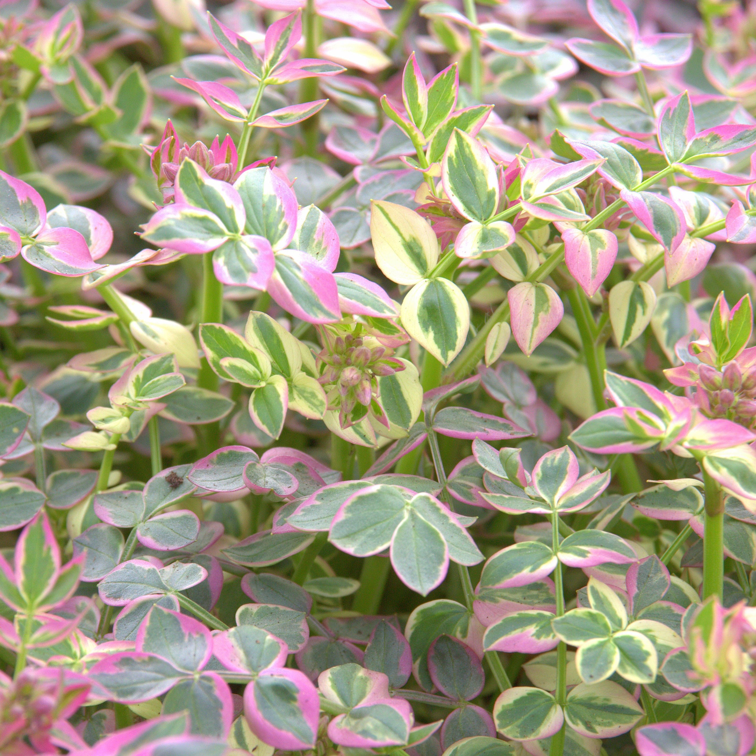 <I>Polemonium reptans</i> 'Stairway to Heaven' (PBR)