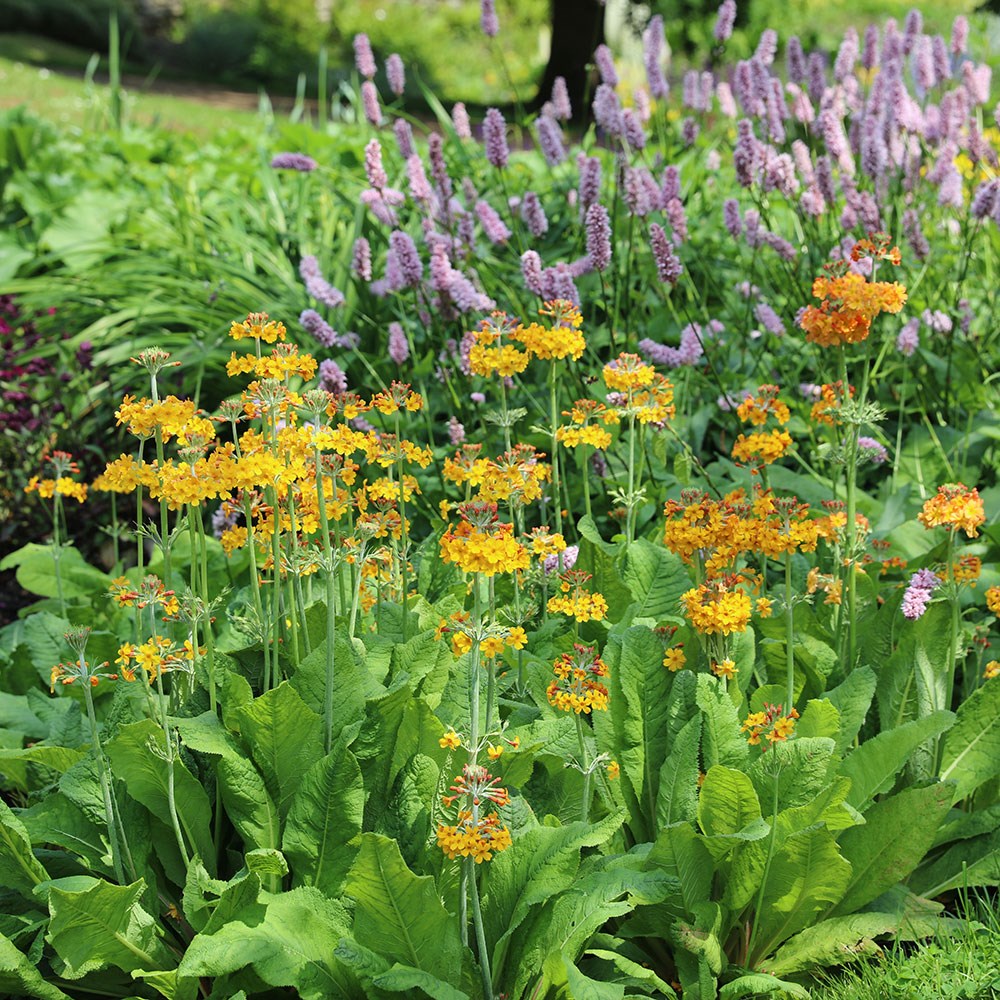 <i>Primula bulleyana</i> 
