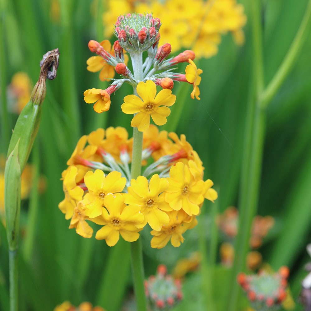 <i>Primula bulleyana</i> 