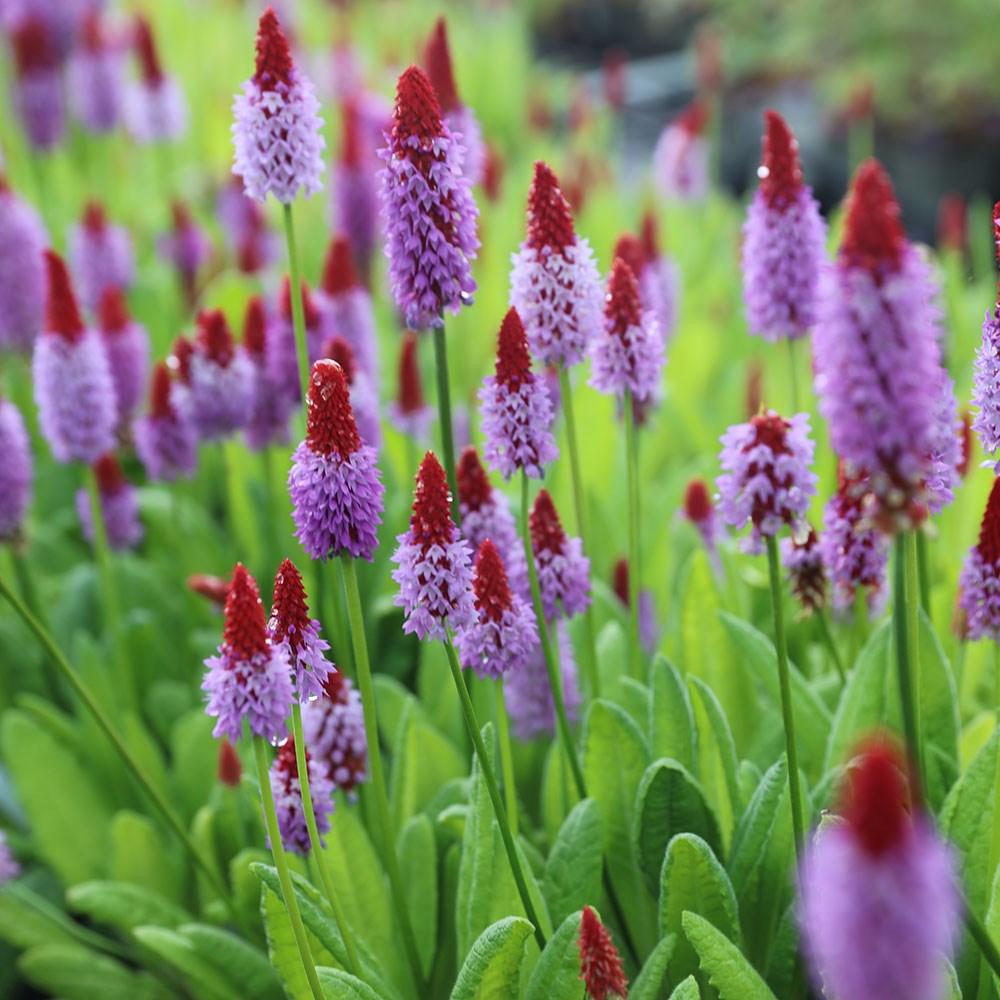 <i>Primula vialii</i> 