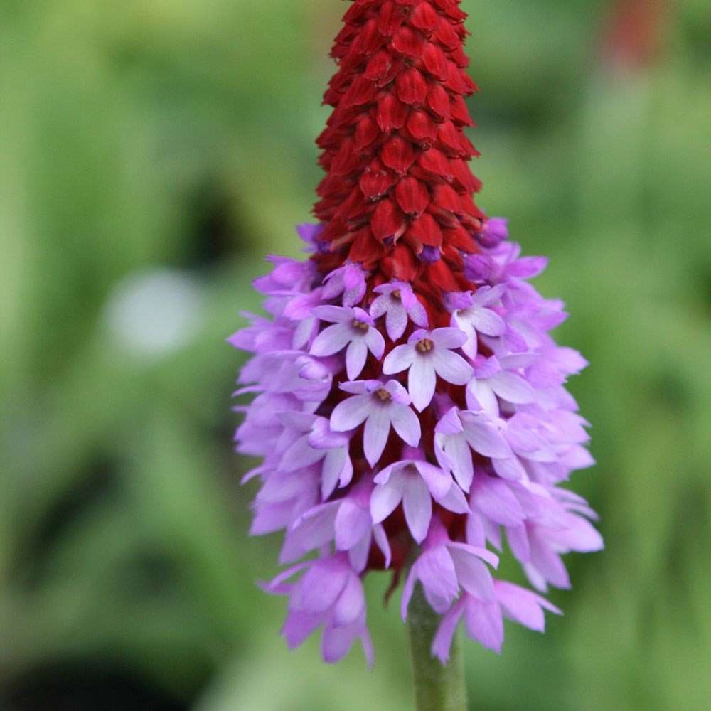 <i>Primula vialii</i> 