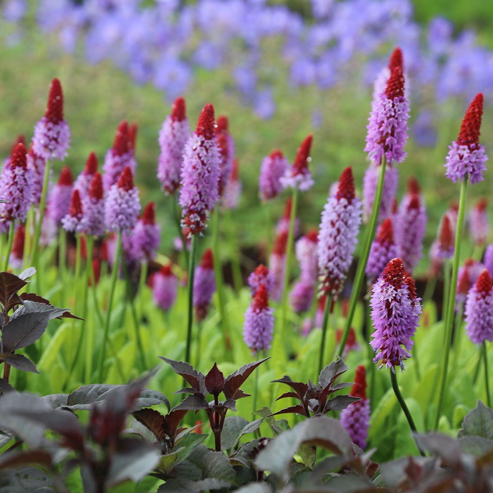 <i>Primula vialii</i> 