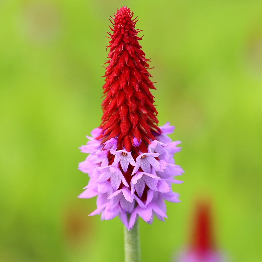 <i>Primula vialii</i> 