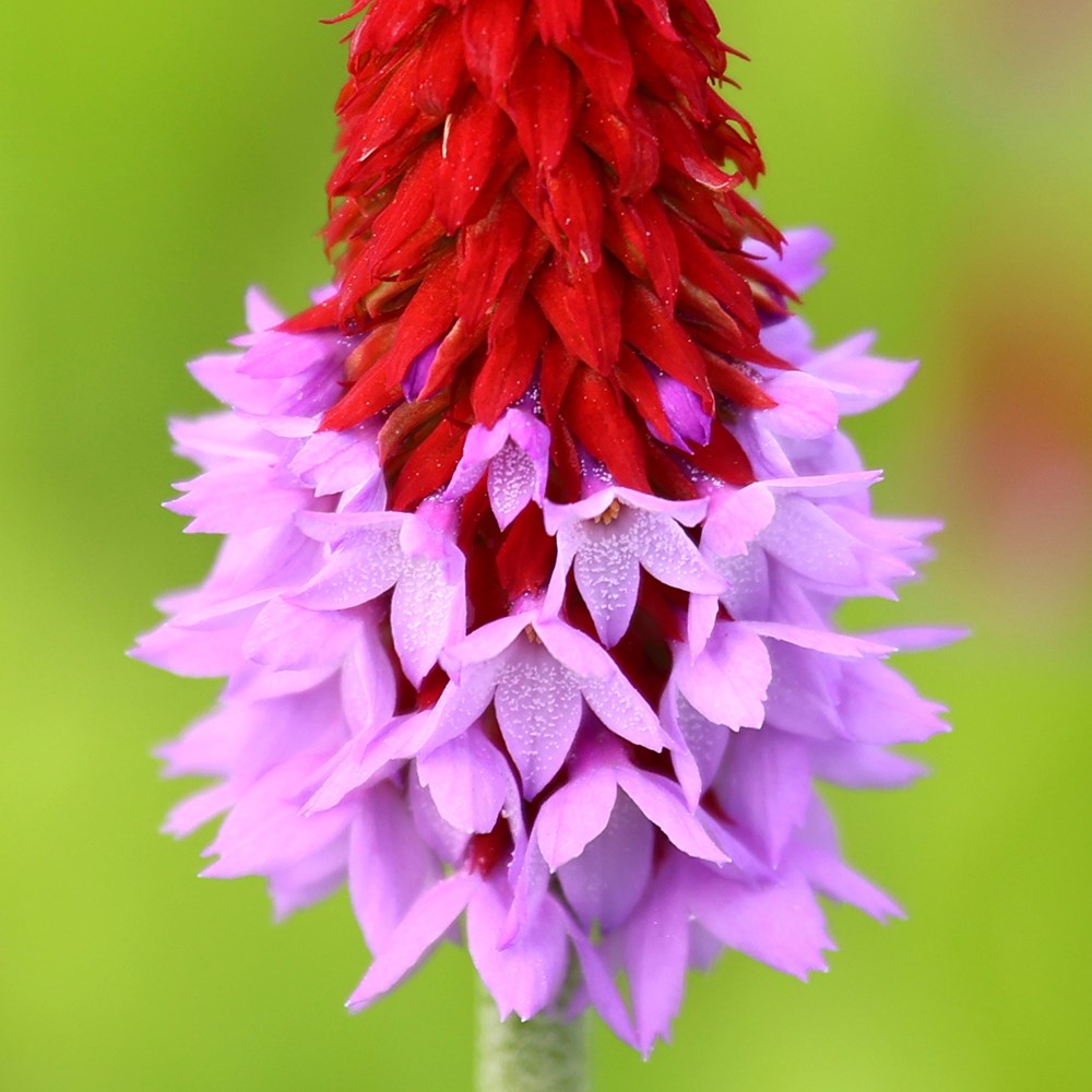<i>Primula vialii</i> 