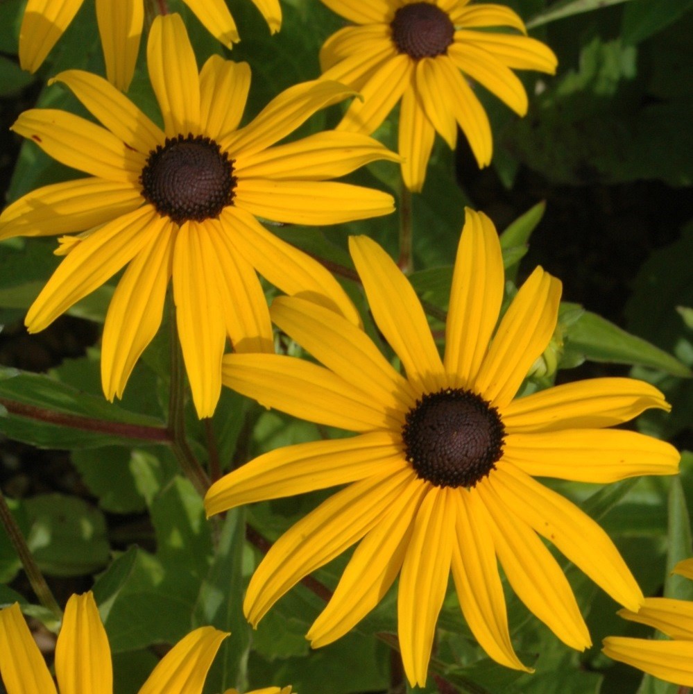 <i>Rudbeckia fulgida</i> var. <i>sullivantii</i> 'Goldsturm'