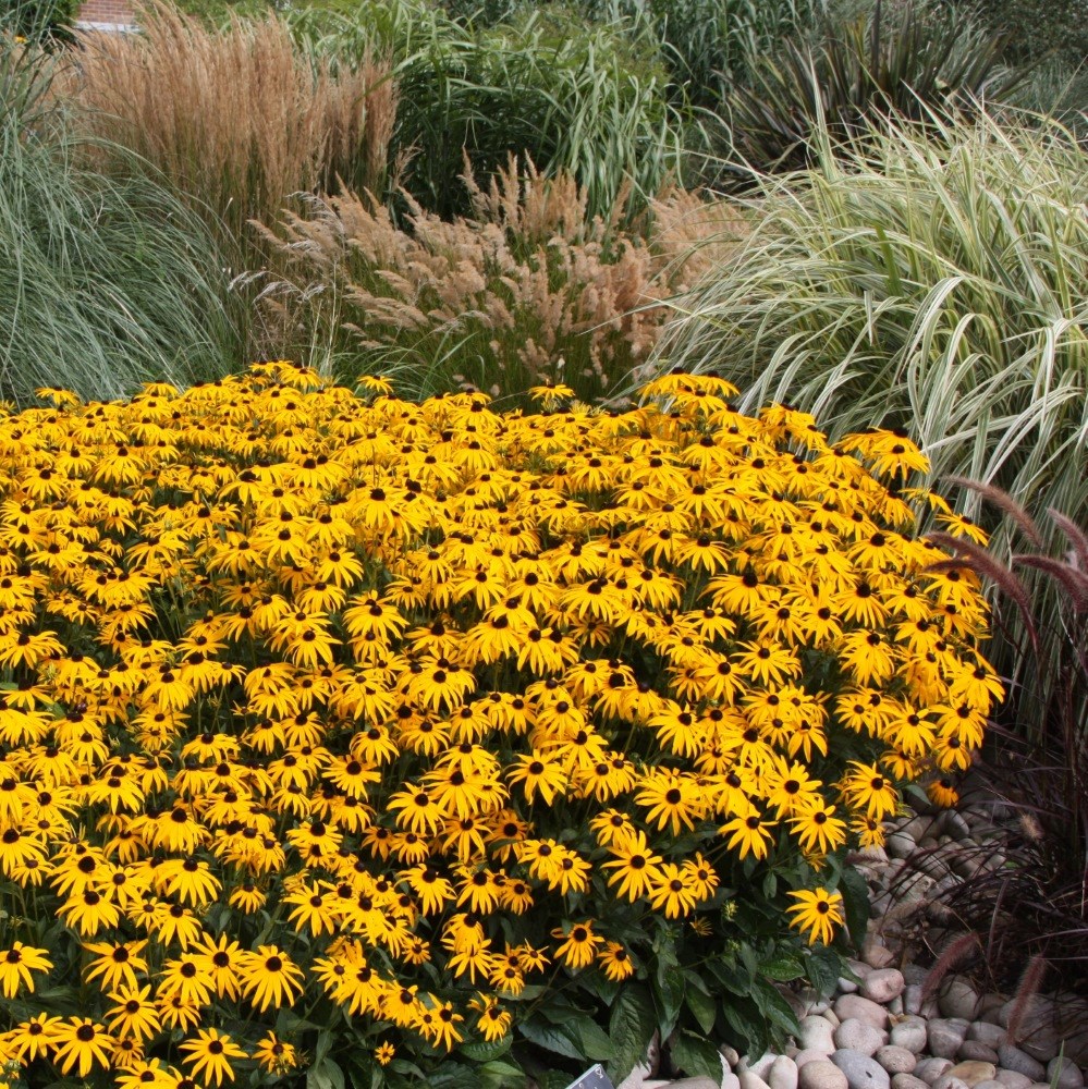 <i>Rudbeckia fulgida</i> var. <i>sullivantii</i> 'Goldsturm'