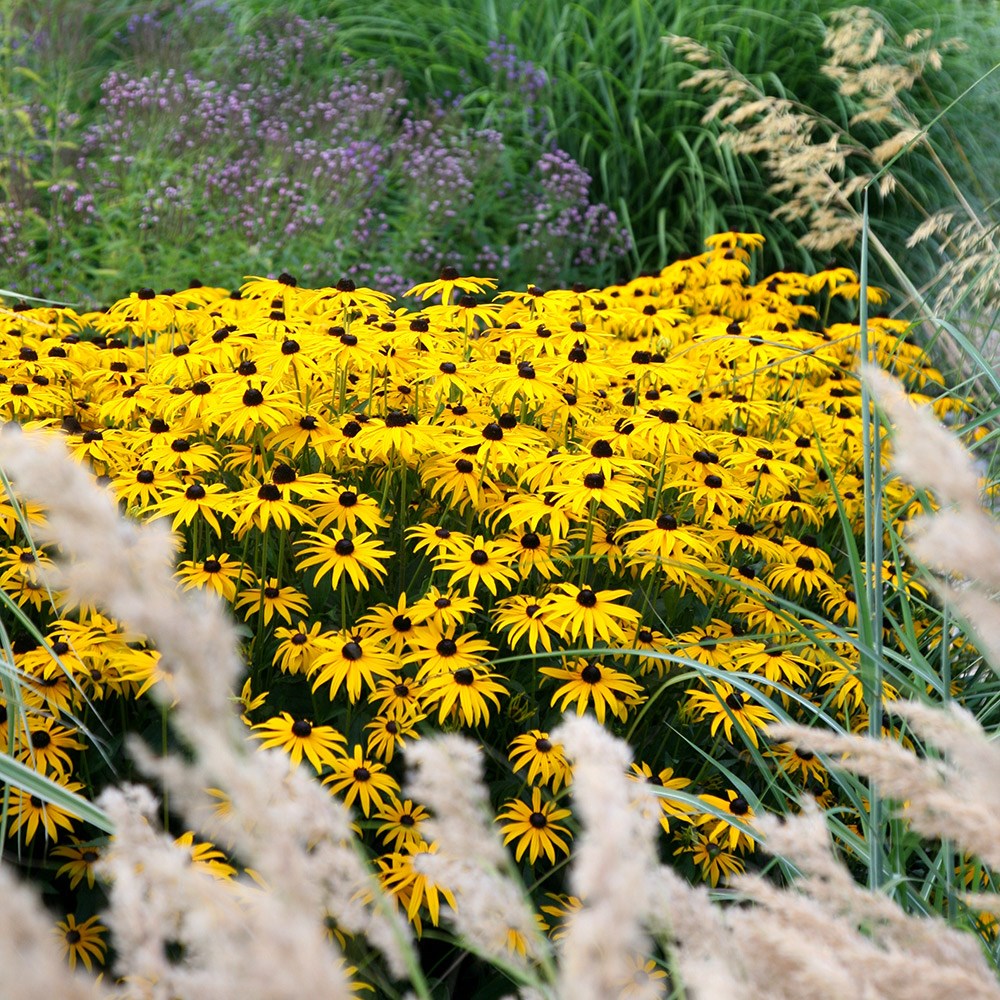 <i>Rudbeckia fulgida</i> var. <i>sullivantii</i> 'Goldsturm'
