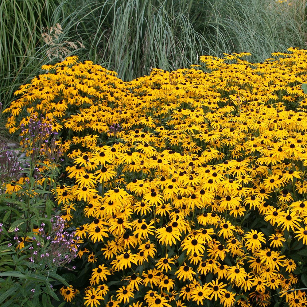 <i>Rudbeckia fulgida</i> var. <i>sullivantii</i> 'Goldsturm'