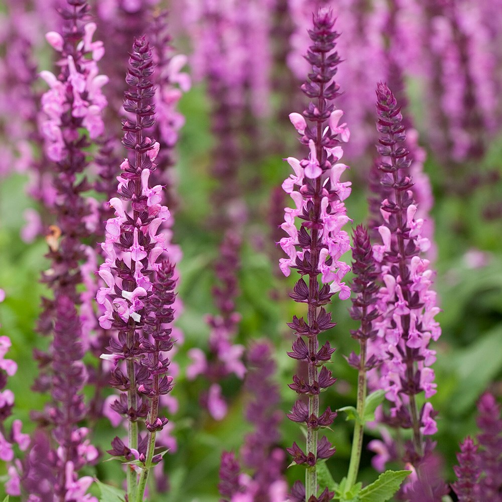 <i>Salvia nemorosa</i> 'Sensation Rose' (Sensation Series)