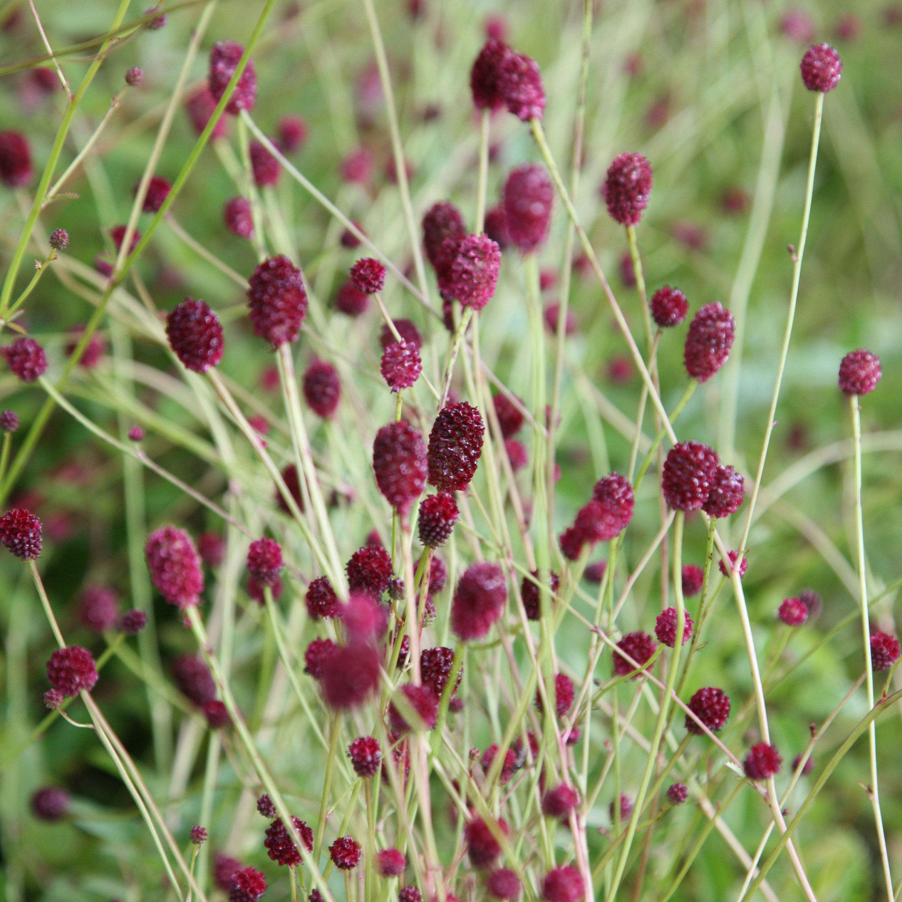 <i>Sanguisorba</i> 'Tanna'