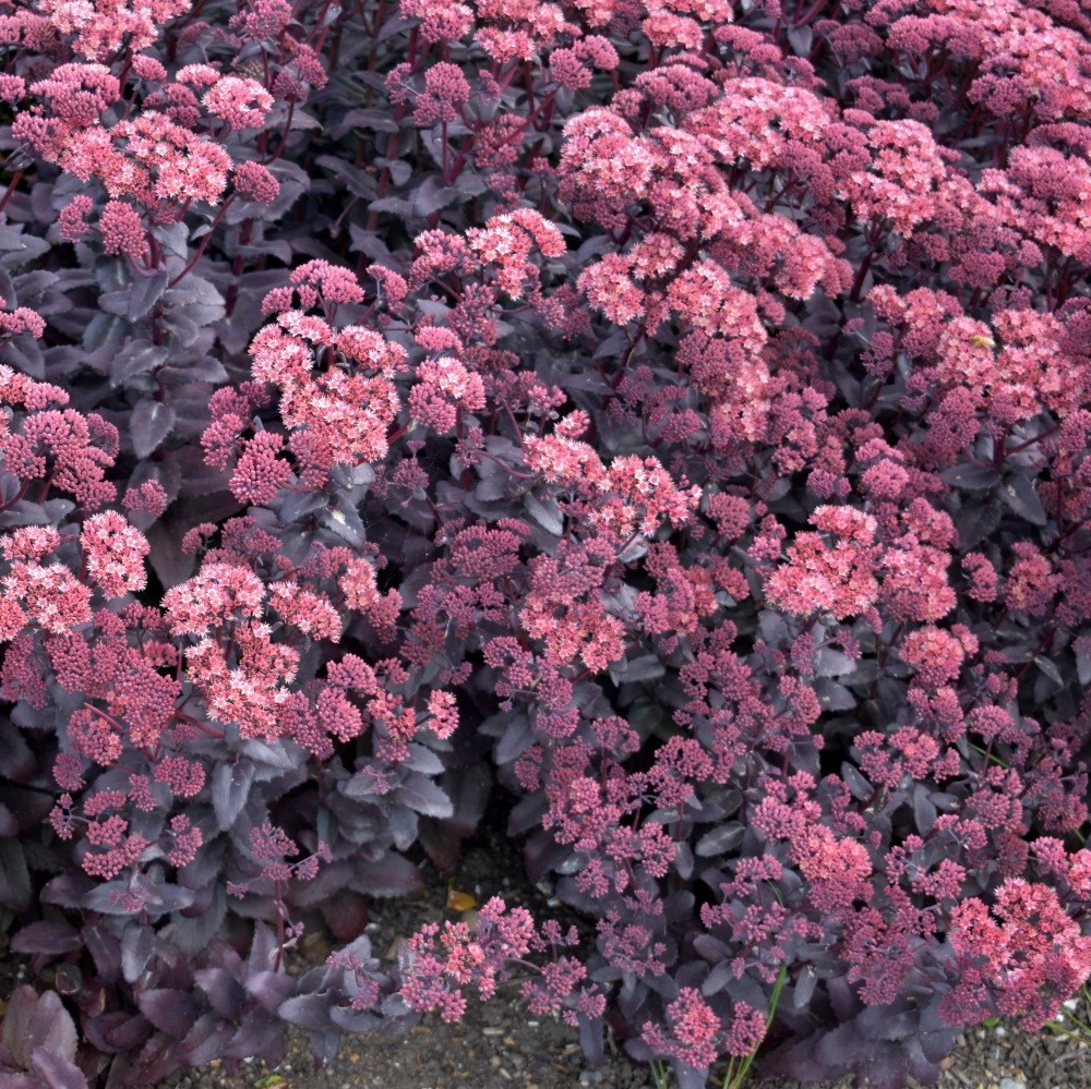 <i>Hylotelephium telephium</i> (Atropurpureum Group) 'Purple Emperor'