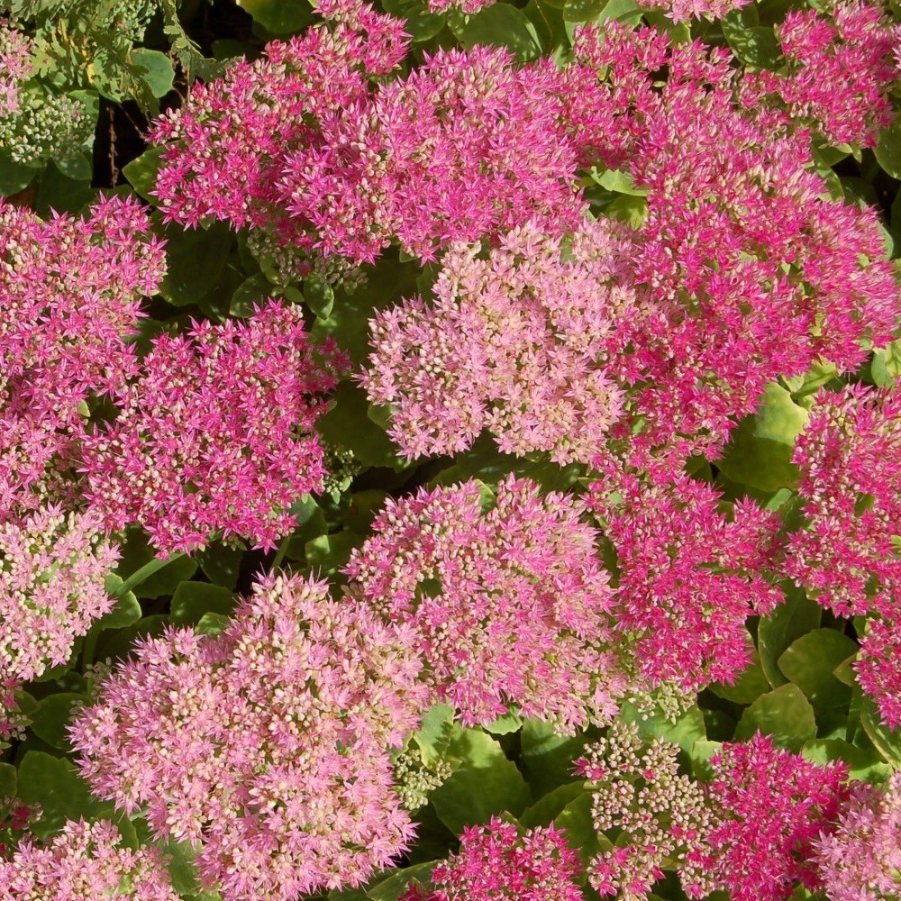<i>Hylotelephium spectabile</i> (Brilliant Group) 'Brilliant'