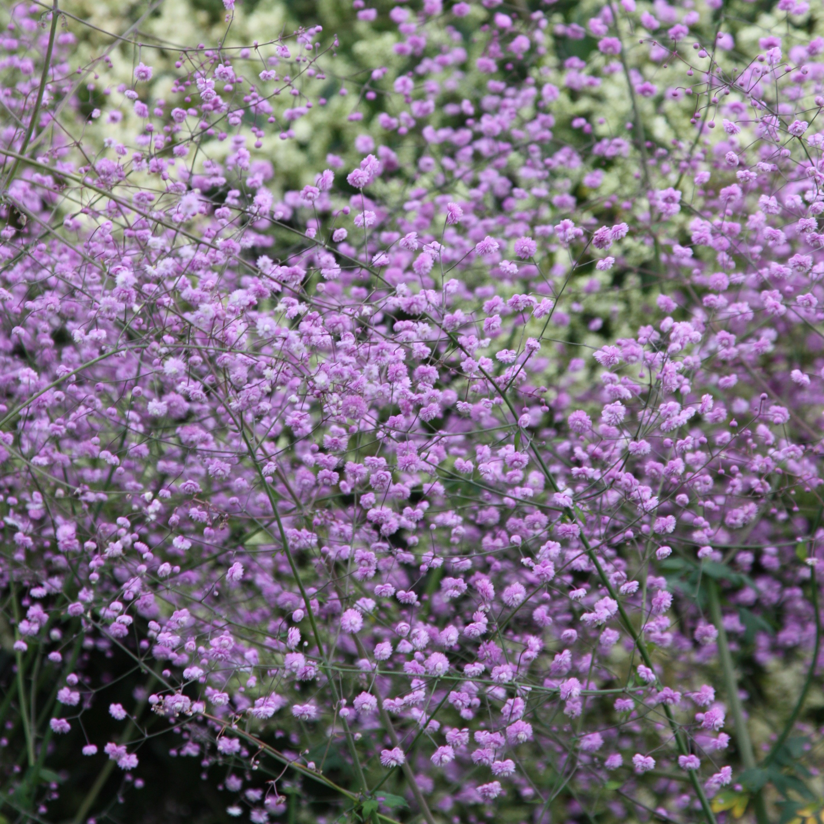 <i>Thalictrum delavayi</i> 