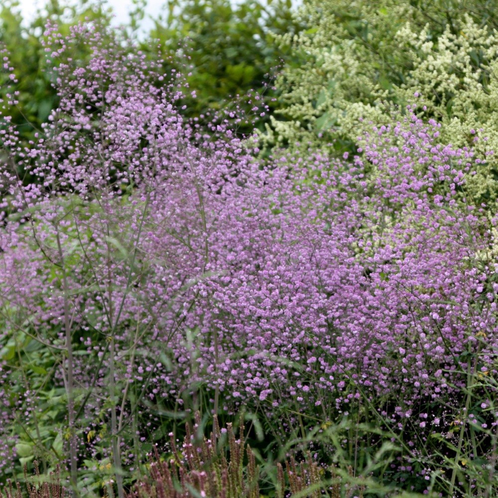 <i>Thalictrum delavayi</i> 