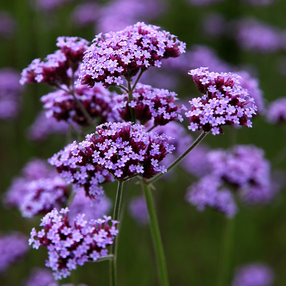 <i>Verbena bonariensis</i> 