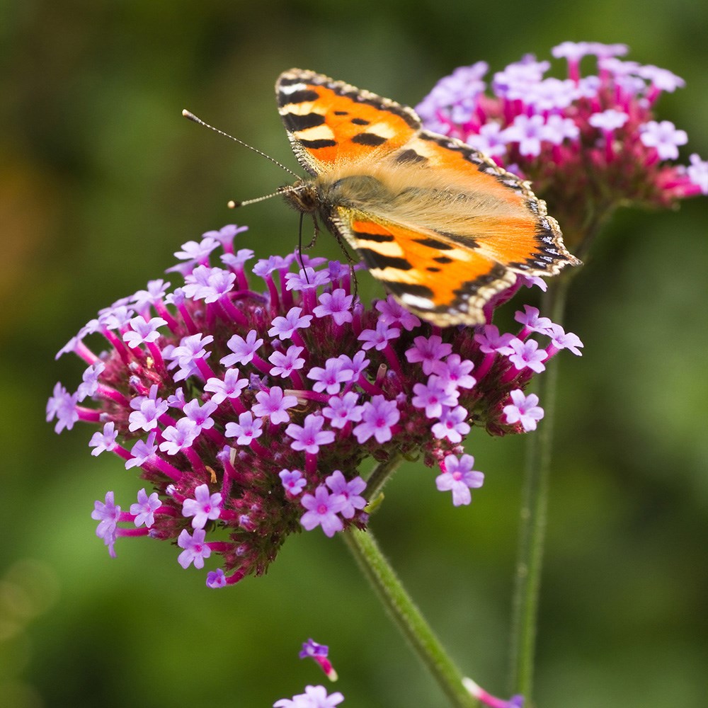<i>Verbena bonariensis</i> 