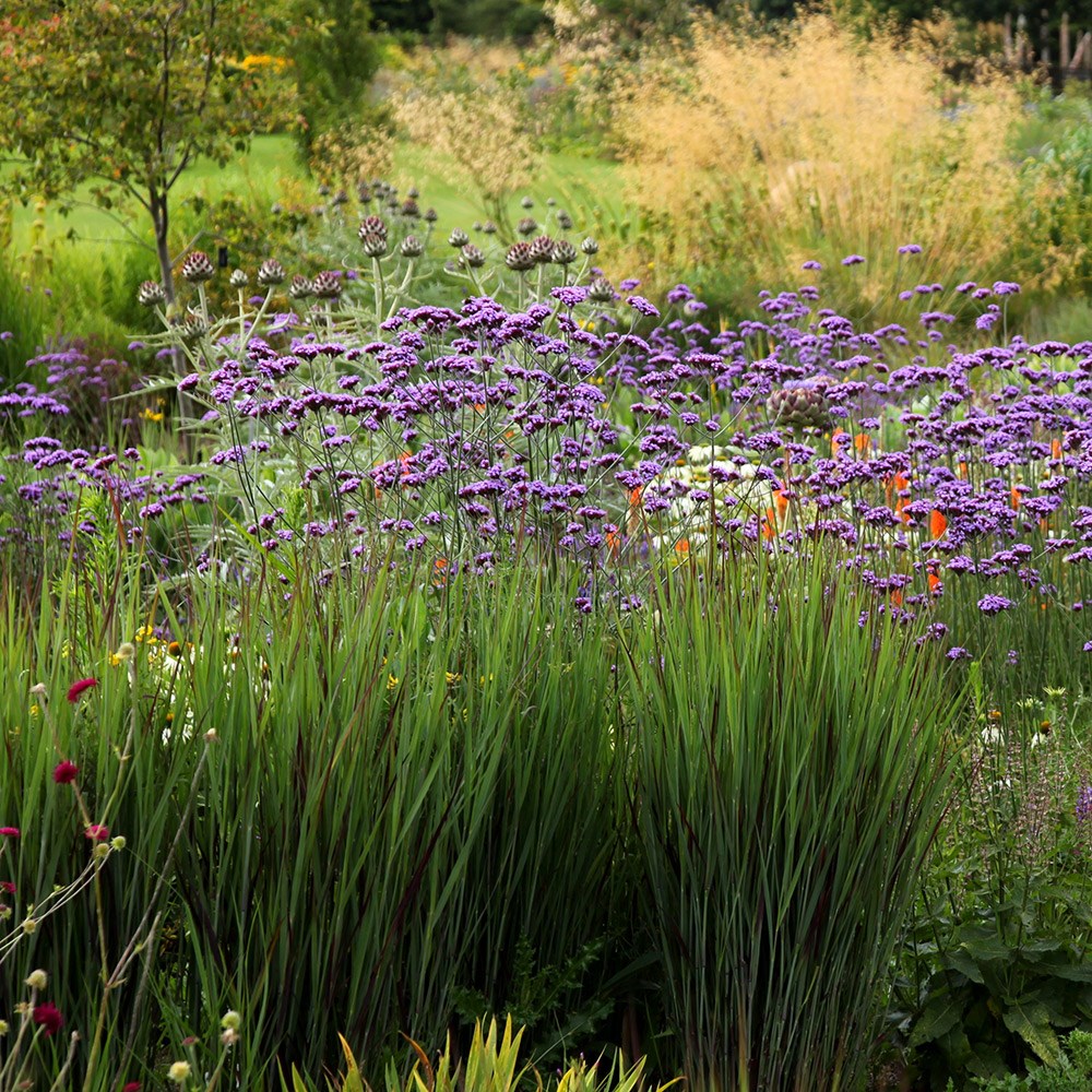 <i>Verbena bonariensis</i> 
