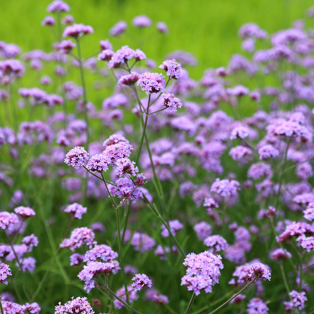 <i>Verbena bonariensis</i> 