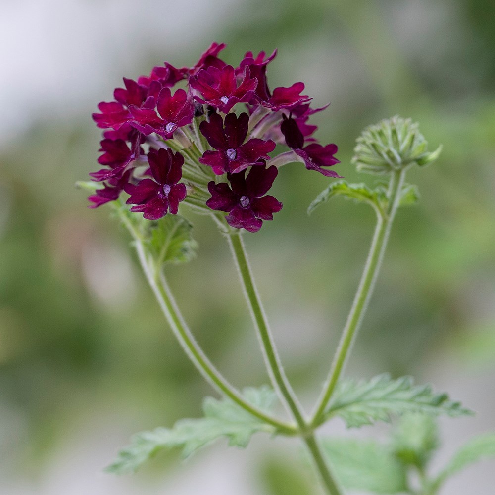 <i>Glandularia</i> 'Claret'