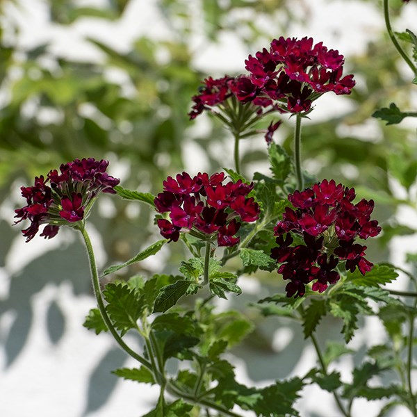 <i>Glandularia</i> 'Claret'