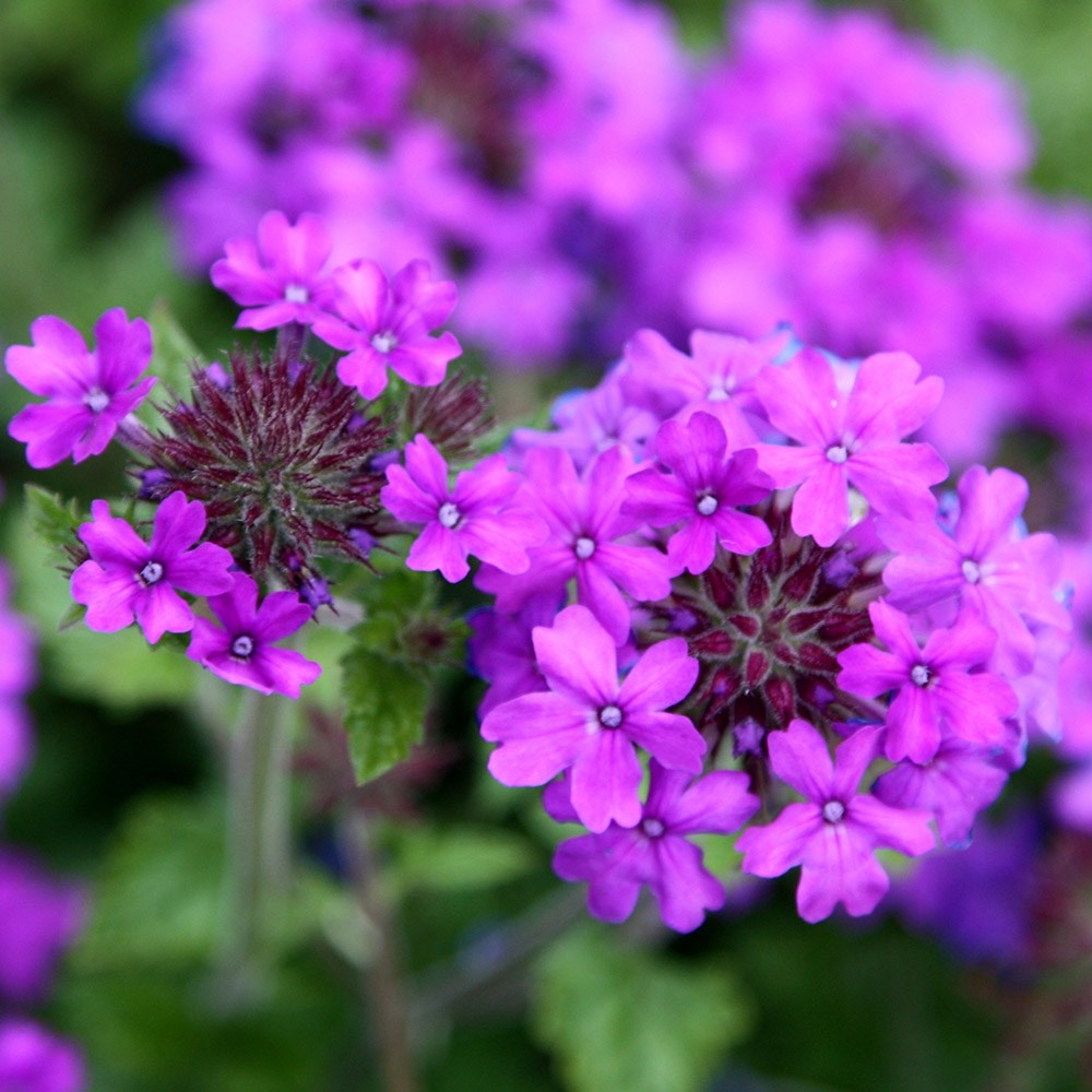 <i>Glandularia</i> 'Homestead Purple'