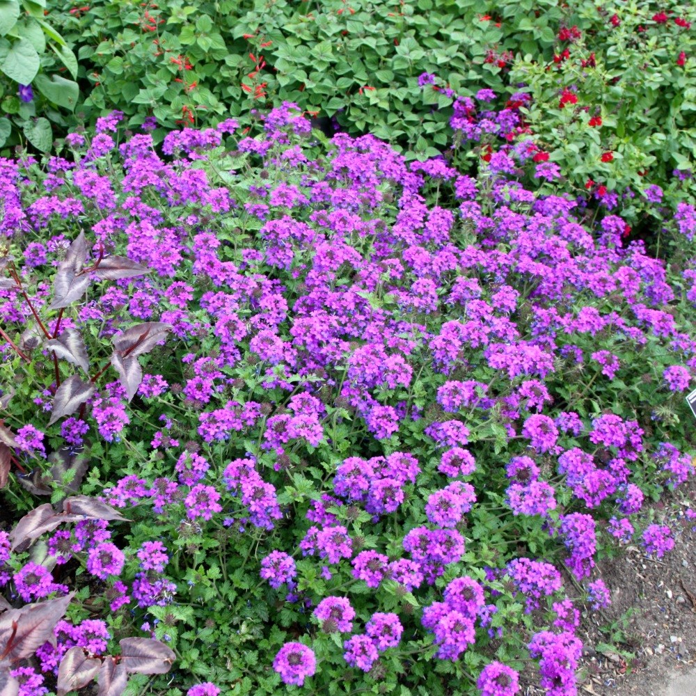 <i>Glandularia</i> 'Homestead Purple'