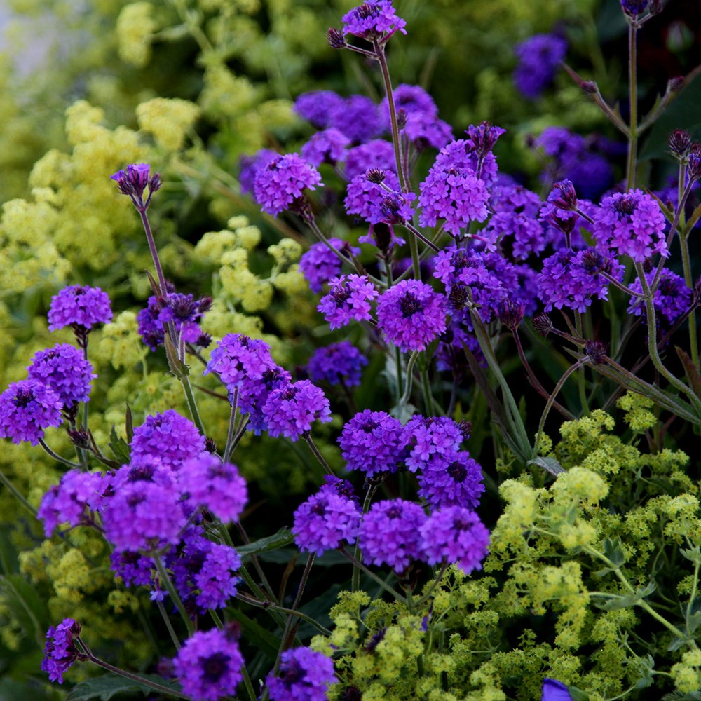 <i>Verbena rigida</i> 