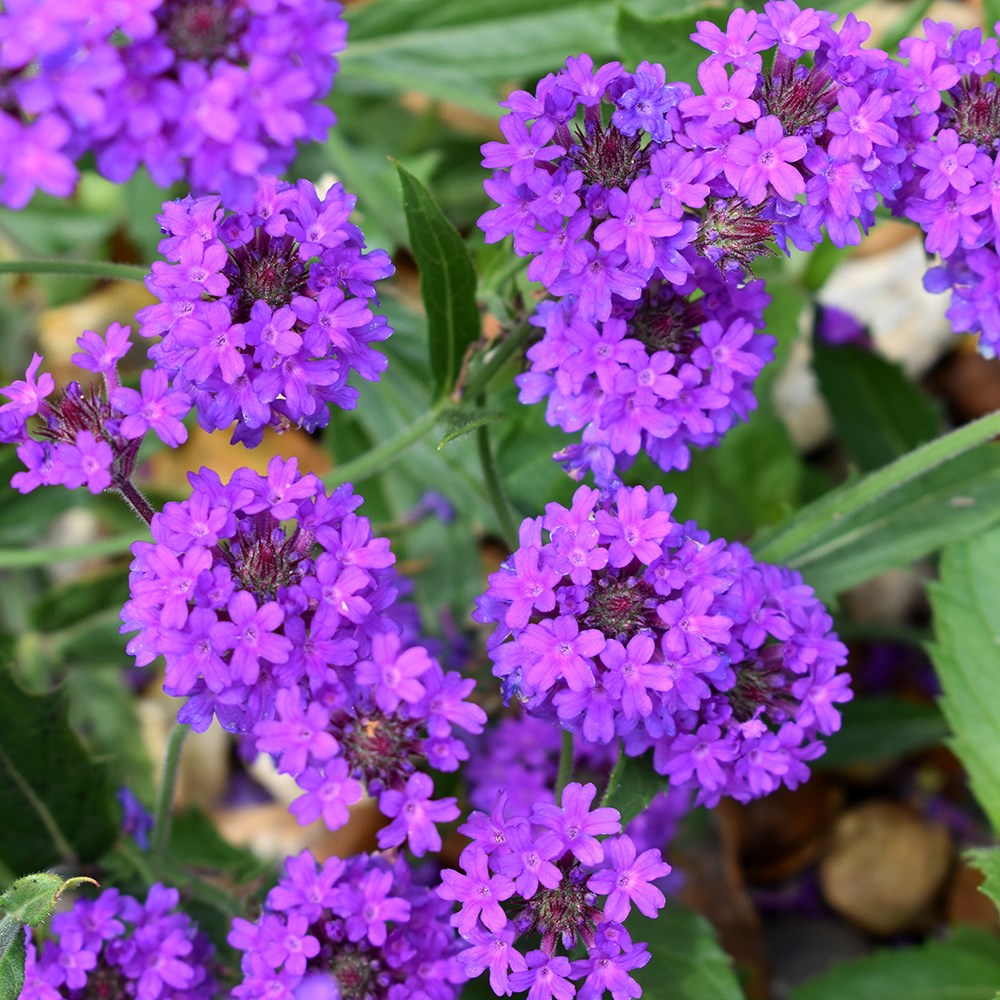 <i>Verbena rigida</i> 