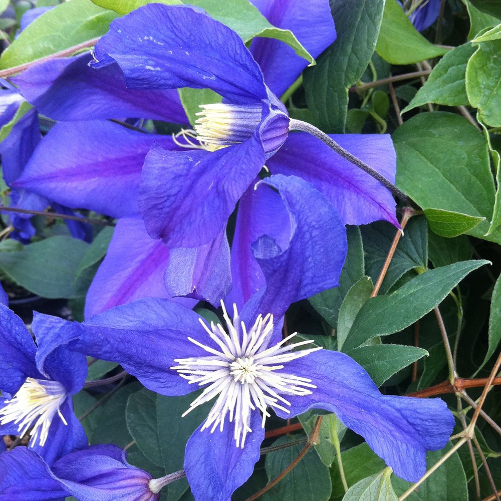 <i>Clematis</i> <b class=small-caps>Blue Pirouette</b> ('Zobluepi') (PBR)