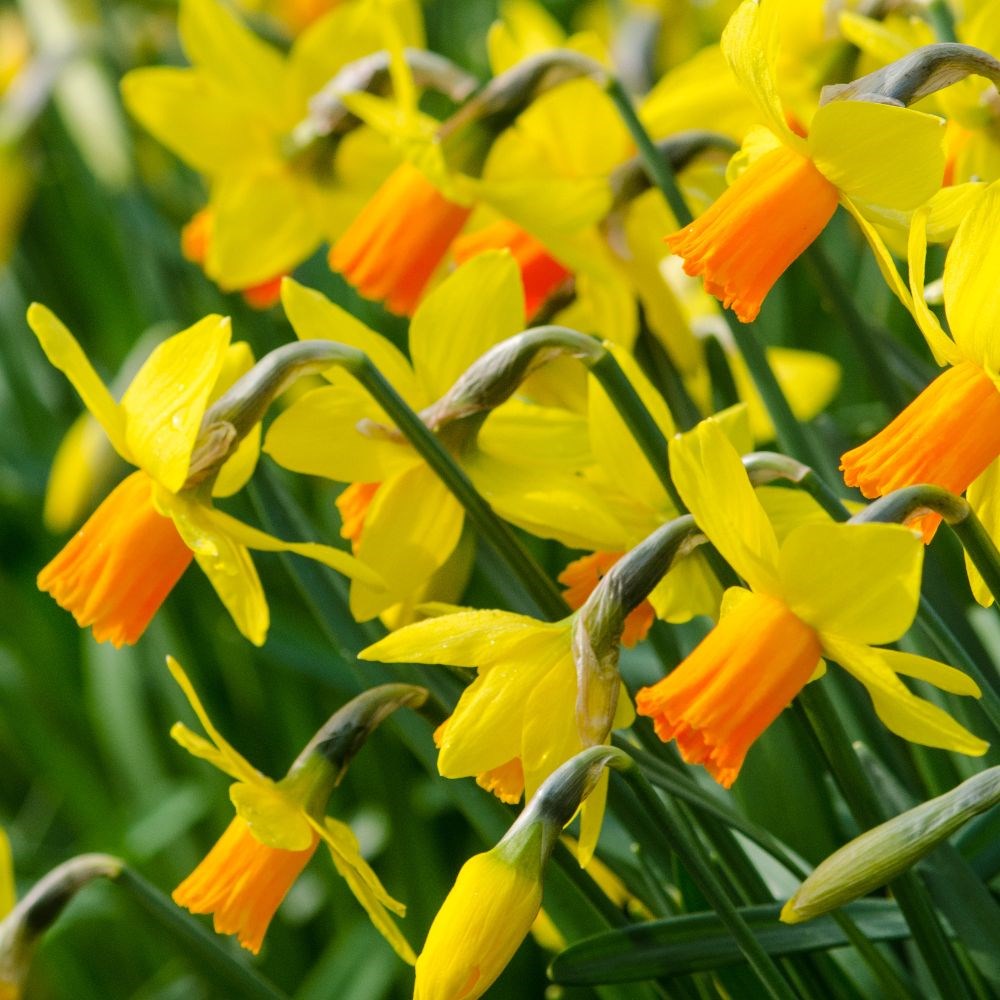 <i>Narcissus</i> 'Jetfire'