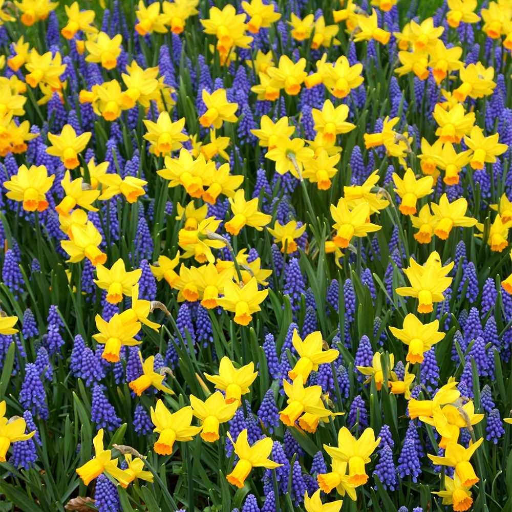 <i>Narcissus</i> 'Jetfire'