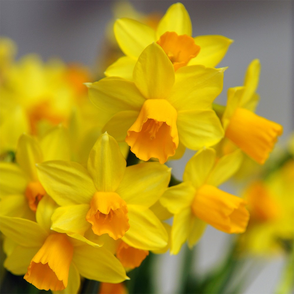<i>Narcissus</i> 'Jetfire'