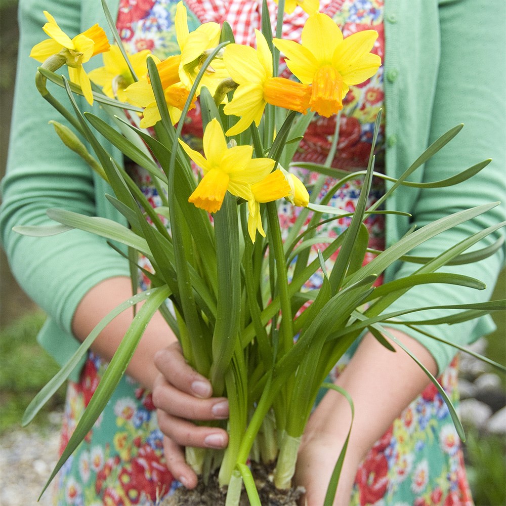 <i>Narcissus</i> 'Jetfire'