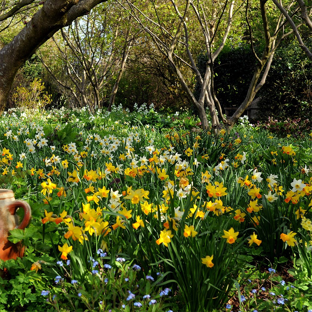<i>Narcissus</i> 'Jetfire'