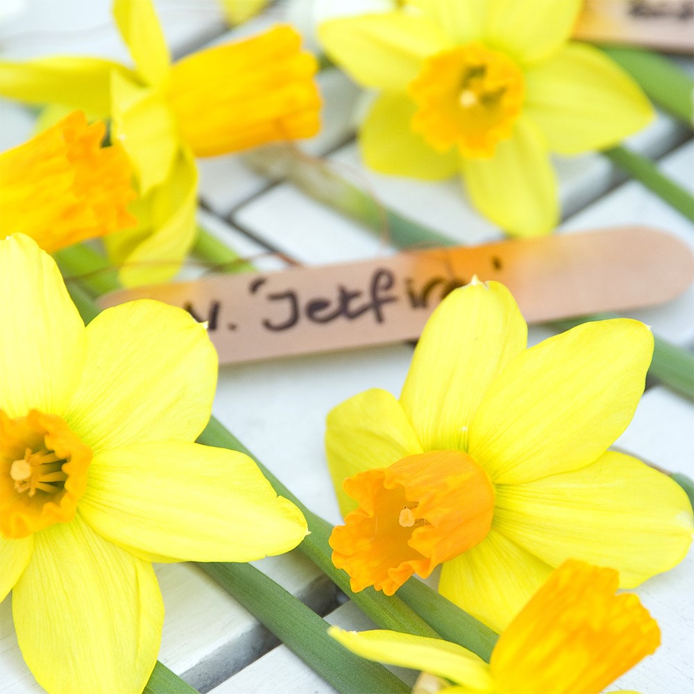 <i>Narcissus</i> 'Jetfire'