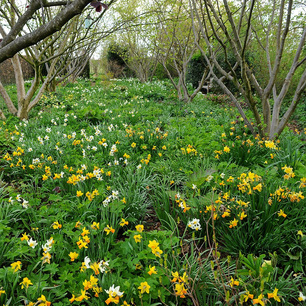 <i>Narcissus</i> 'Jetfire'