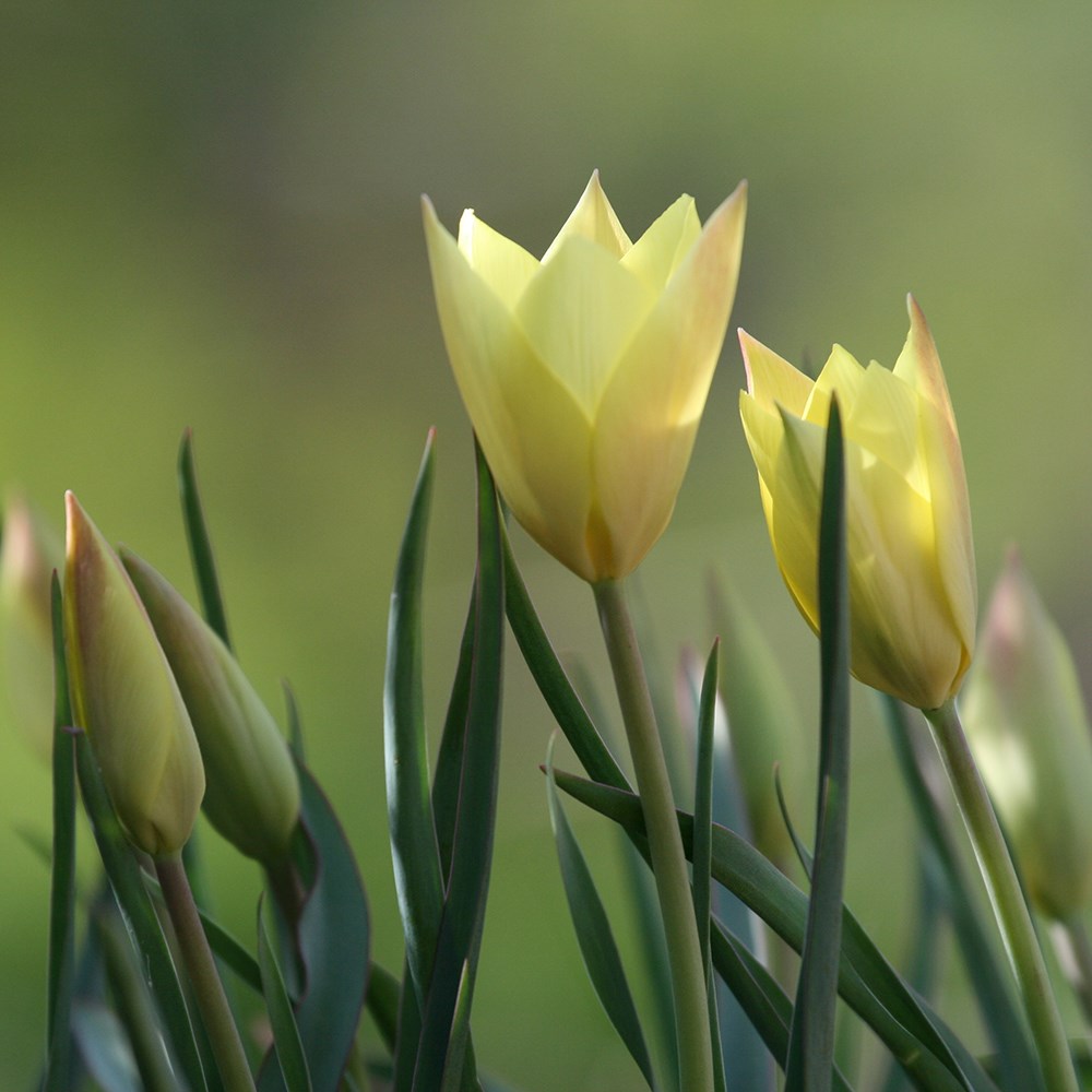 <i>Tulipa</i> 'Honky Tonk'