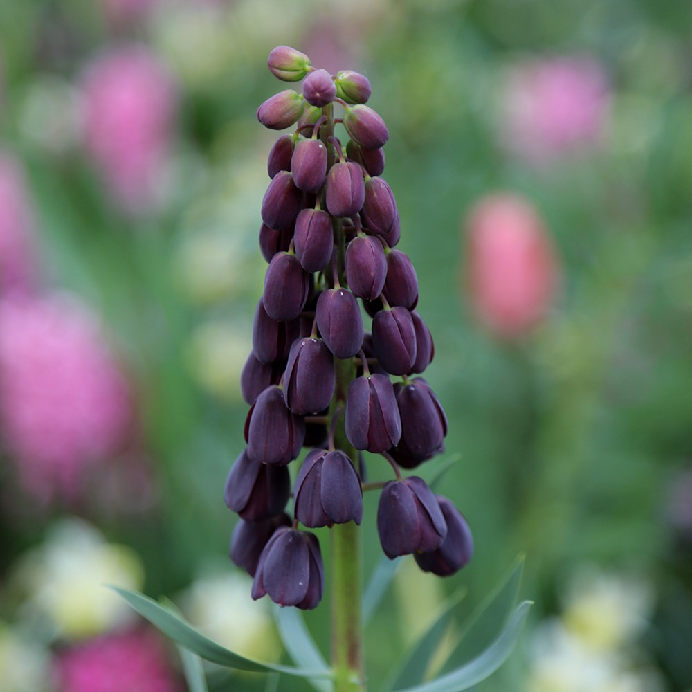 <i>Fritillaria persica</i> 