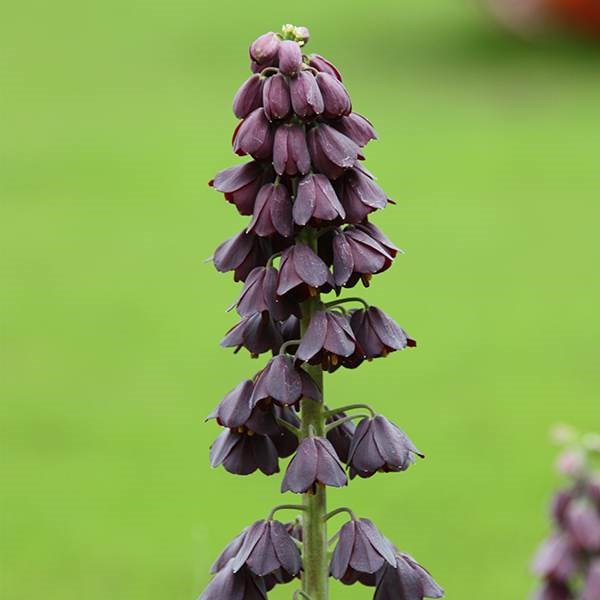 <i>Fritillaria persica</i> 