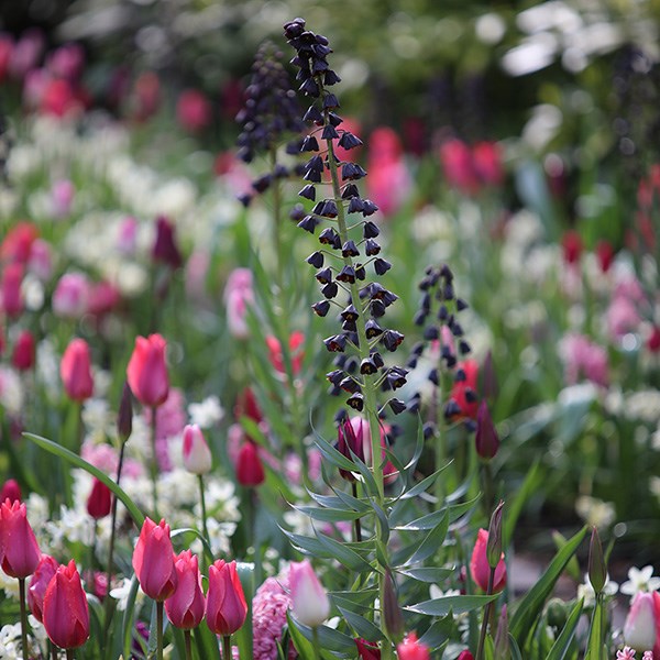 <i>Fritillaria persica</i> 