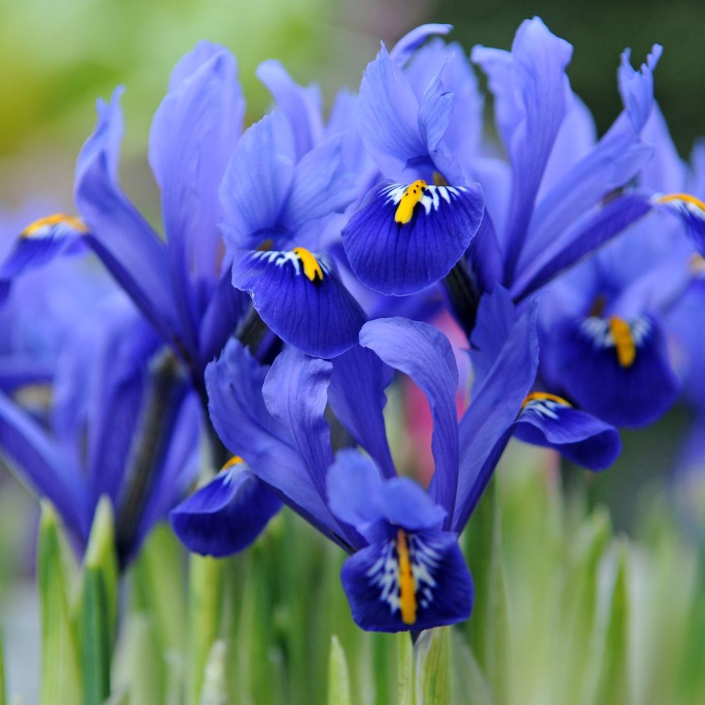 <i>Iris</i> 'Harmony' (Reticulata)