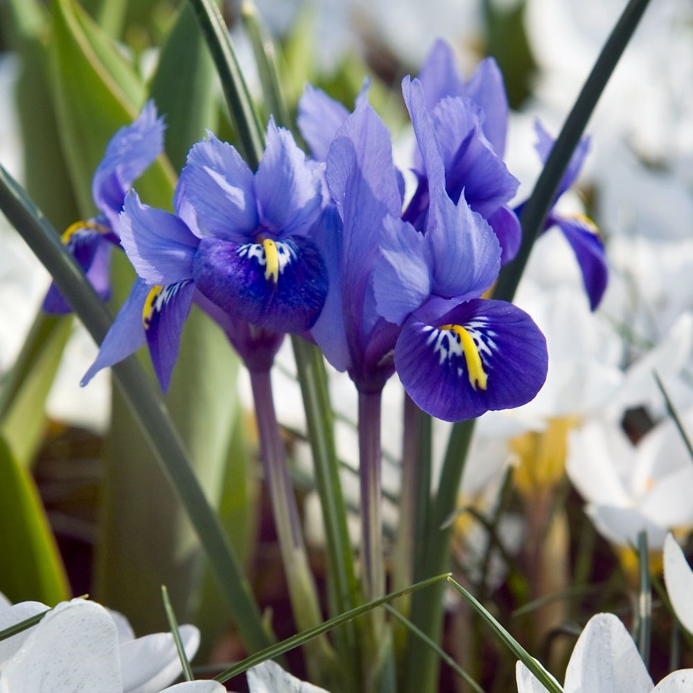 <i>Iris</i> 'Harmony' (Reticulata)