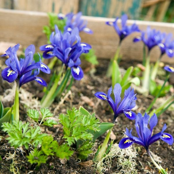 <i>Iris</i> 'Harmony' (Reticulata)