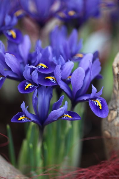 <i>Iris</i> 'Harmony' (Reticulata)