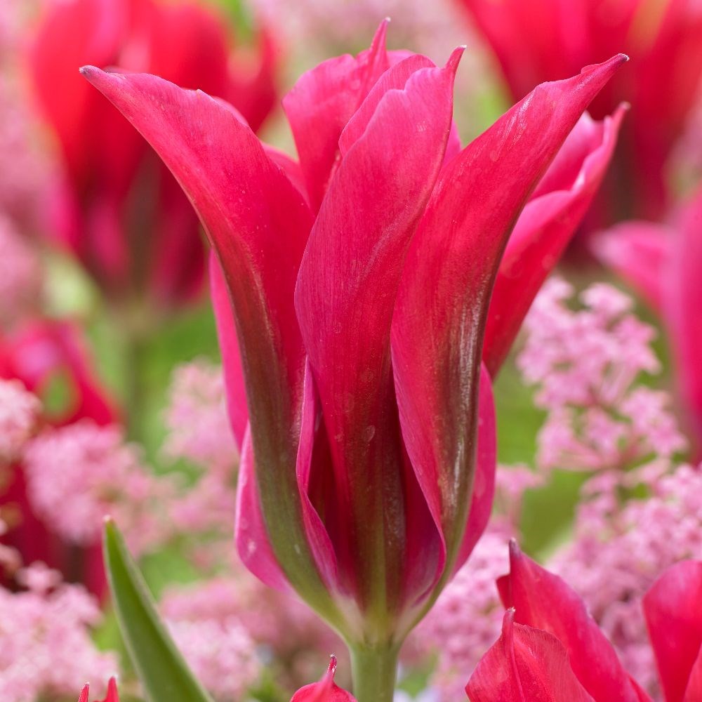 <i>Tulipa</i> 'Doll's Minuet'