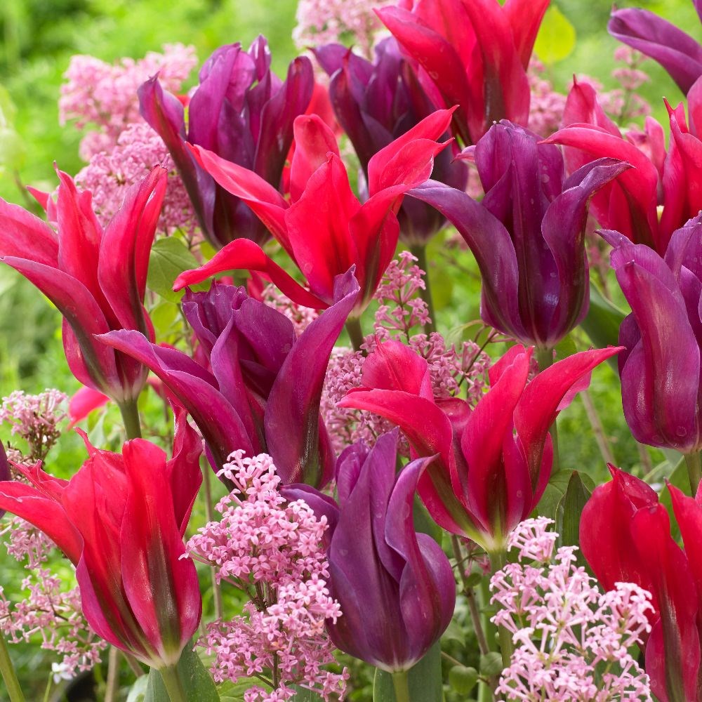 <i>Tulipa</i> 'Doll's Minuet'