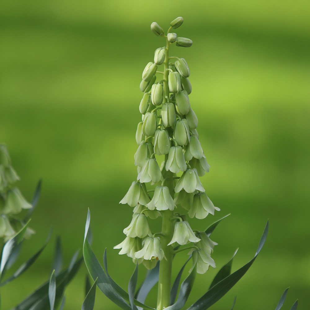 <i>Fritillaria persica</i> 'Ivory Bells'