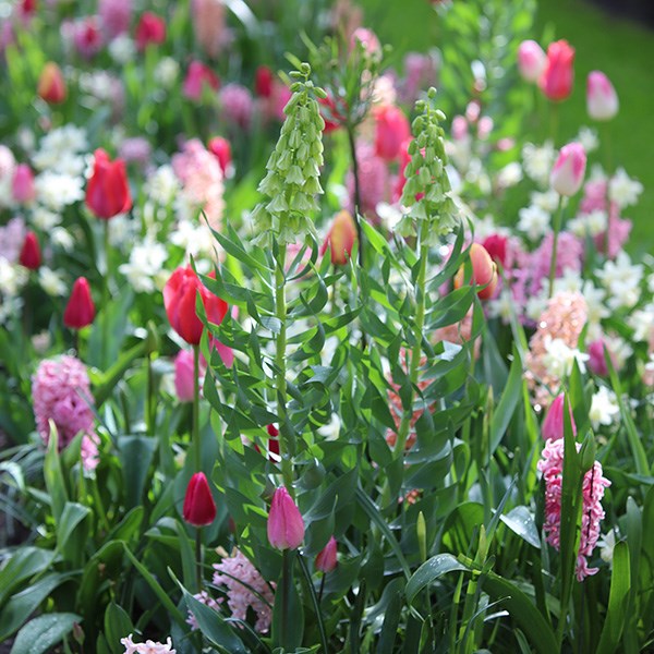 <i>Fritillaria persica</i> 'Ivory Bells'